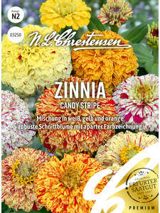 Samen -  Zinnia Candy Stripe: (Bildbeschreibung ist in Arbeit)