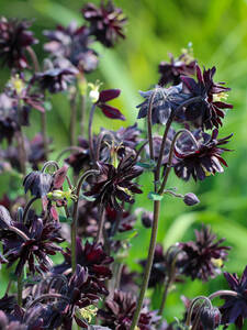 Pflanzen - Akelei Black Barlow