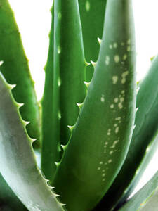 Aloe Vera Sweet: (Bildbeschreibung ist in Arbeit)