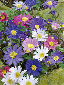 Anemone Blanda-Mix: (Bildbeschreibung ist in Arbeit)
