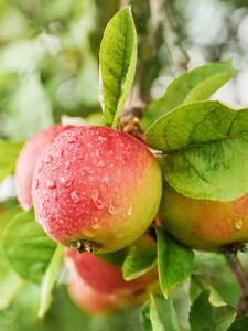 Apfelbaum - Apfel Carola: (Bildbeschreibung ist in Arbeit)
