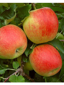 Apfelbaum - Apfel Cox Orange Renette: (Bildbeschreibung ist in Arbeit)