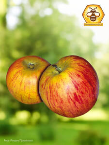 Apfelbaum - Apfel Goldparmne