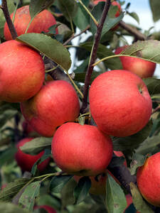 Apfel Iori: (Bildbeschreibung ist in Arbeit)
