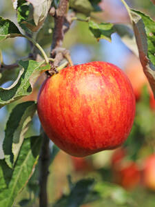 Apfel Jonagored: (Bildbeschreibung ist in Arbeit)