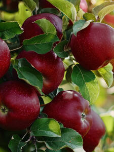Apfelbaum - Apfel Red Delicious Scarlet Spur: (Bildbeschreibung ist in Arbeit)