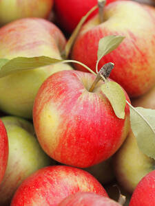 Apfel Szampion