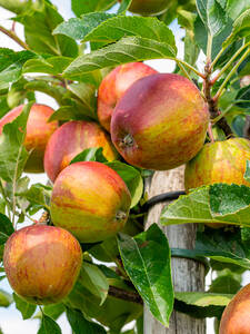 Apfelbaum - Apfel Tramin