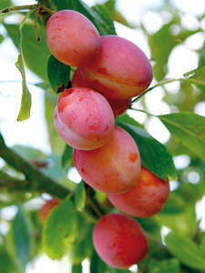 Obstbaum - Aprikosen-Mirabelle Aprimira