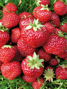 Erdbeerpflanzen - Aroma-Erdbeere Mieze Nova  HZ mit Topfballen