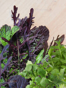Asia-Salat Dragon-Mix