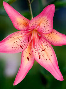 Dekoratives Vorschaubild des Artikels "Asiatische Lilie Fancy Dance" (Bildbeschreibung ist in Arbeit)