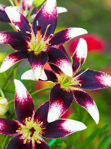 Blumenzwiebeln - Asiatische Lilie Nettys Pride: Drei asiatische Lilien der Sorte 'Nettys Pride' mit aufflligen Blten: Die Bltenbltter sind an der Basis tief dunkelviolett und laufen zu den Spitzen hin in strahlendes Wei aus. Die Staubbltter sind hellgrn mit orangefarbenen Pollen. Im Hintergrund verschwimmen grne Bltter und rote Blten.