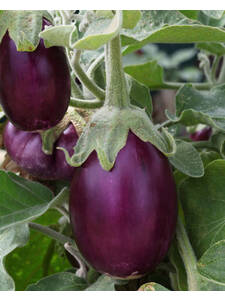 Aubergine Jewel Amethyst