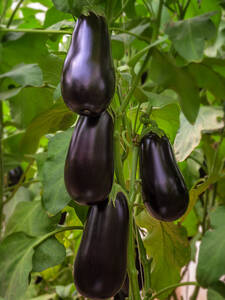 Dekoratives Vorschaubild des Artikels "Aubergine Jewel Jet (unveredelt)" (Bildbeschreibung ist in Arbeit)