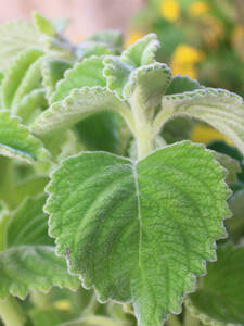 Dekoratives Vorschaubild des Artikels "Australisches Zitronenblatt" (Bildbeschreibung ist in Arbeit)