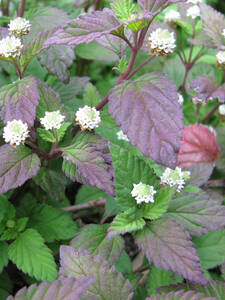 Dekoratives Vorschaubild des Artikels "Aztekisches Skraut" (Bildbeschreibung ist in Arbeit)