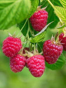 Balkon-Himbeere Sweet Sunshine: (Bildbeschreibung ist in Arbeit)