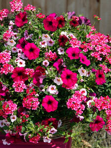 Balkonpflanzen Trixi Cherry Kiss 14: (Bildbeschreibung ist in Arbeit)