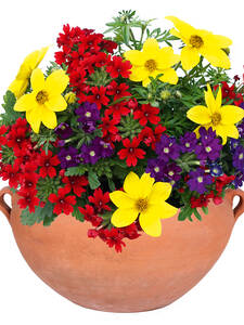 Pflanzen - Balkonpflanzen Trixi® Happy