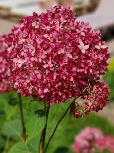 Ballhortensie Candybelle Sorbet: (Bildbeschreibung ist in Arbeit)