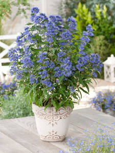 Ziergehlze - Bartblume Blauer Spatz: (Bildbeschreibung ist in Arbeit)