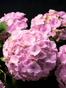 Hortensien - Bauern-Hortensie Doppio Rosa: (Bildbeschreibung ist in Arbeit)