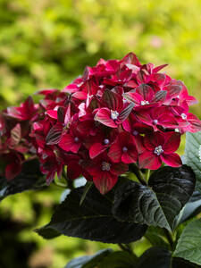 Hortensien - Bauern-Hortensie Roco Black Knight: Dunkelrote Hortensie Roco Black Knight