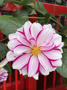 Blumenzwiebeln - Beetdahlie Priceless Pink