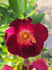 Beetrose Gotha 1250: (Bildbeschreibung ist in Arbeit)