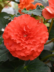 Begonie Dinnerplate Ruffled Orange: (Bildbeschreibung ist in Arbeit)