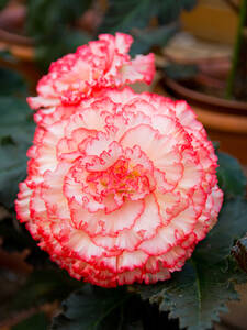 Begonie Dinnerplate Ruffled White-Pink: (Bildbeschreibung ist in Arbeit)