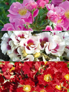 Bienenfreundliches Rosen-Set: (Bildbeschreibung ist in Arbeit)