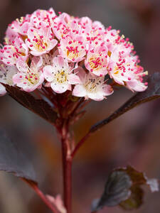Ziergehlze - Blasenspiere Magical Sweet Cherry Tea: (Bildbeschreibung ist in Arbeit)