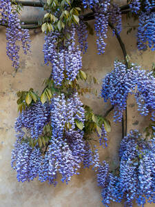 Dekoratives Vorschaubild des Artikels "Blauregen Grande Diva Cecilia, PBR" (Bildbeschreibung ist in Arbeit)