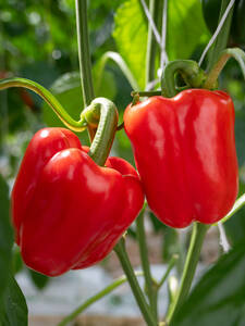 Block-Paprika Panache, F1 (veredelt): (Bildbeschreibung ist in Arbeit)