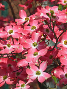 Ziergehlze - Blumen-Hartriegel Red Pygmy: (Bildbeschreibung ist in Arbeit)