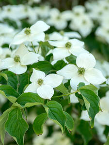 Blumenhartriegel China Girl: (Bildbeschreibung ist in Arbeit)