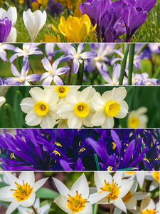 Dekoratives Vorschaubild des Artikels "Blumenzwiebeln fr den Steingarten" (Bildbeschreibung ist in Arbeit)
