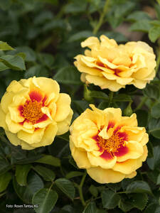 Bodendecker- und Kleinstrauchrose Orienta Aylin: (Bildbeschreibung ist in Arbeit)