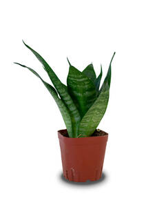 Bogenhanf (Sansevieria trifasciata) Hahnii  Bogenhanf kaufen
