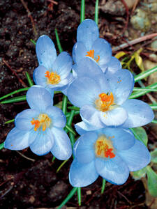Dekoratives Vorschaubild des Artikels "Botanischer Krokus Blue Pearl" (Bildbeschreibung ist in Arbeit)