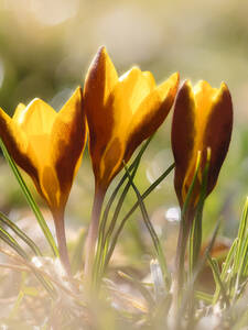 Botanischer Krokus Herald: (Bildbeschreibung ist in Arbeit)