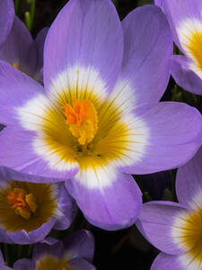 Botanischer Krokus Tricolor: (Bildbeschreibung ist in Arbeit)