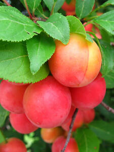 Obstbaum - Bunte Kirschpflaume Milanka