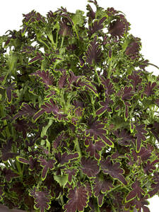 Buntnessel Colocha Chocolate Green