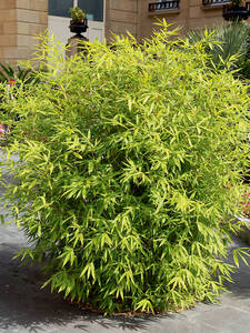 Buschiger Gartenbambus Asian Art