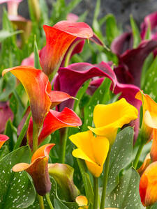 Dekoratives Vorschaubild des Artikels "Calla Morning Glow Mixed" (Bildbeschreibung ist in Arbeit)