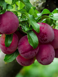 Obstbaum - Cherrykose