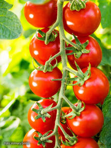 Cherrytomate Philovita, F1, veredelt